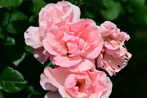 Красиві Квіти Троянд Ростуть Саду Літній Сонячний День — стокове фото
