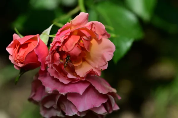 夏天阳光明媚的日子 花园里盛开着美丽的玫瑰 — 图库照片