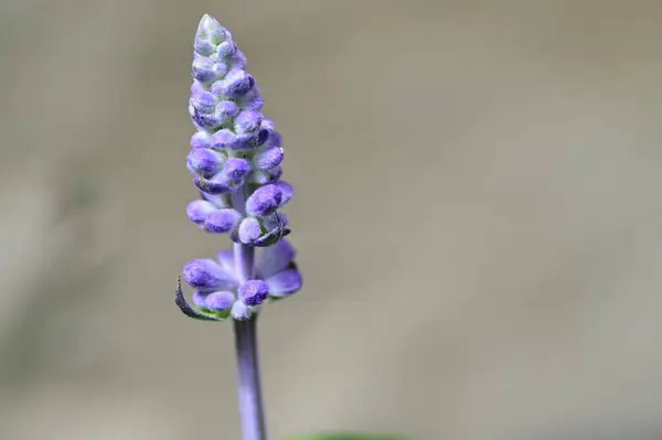 stock image beautiful purple flowers, floral concept background 