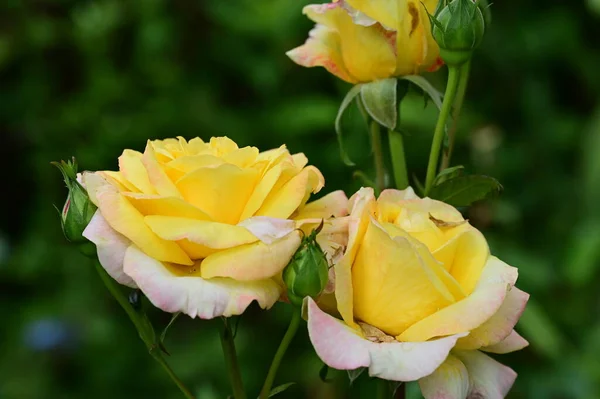 Hermoso Amarillo Rosa Flores Creciendo Jardín Verano Día Soleado —  Fotos de Stock