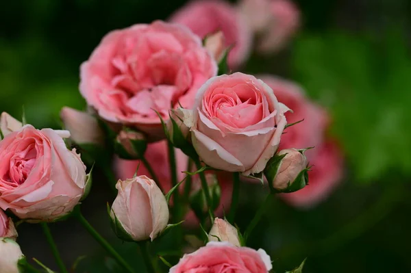 Красивые Розовые Цветы Растущие Саду Летний Солнечный День — стоковое фото