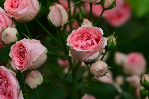 Bela Rosa Flores Crescendo Jardim Verão Dia Ensolarado — Fotografia de Stock