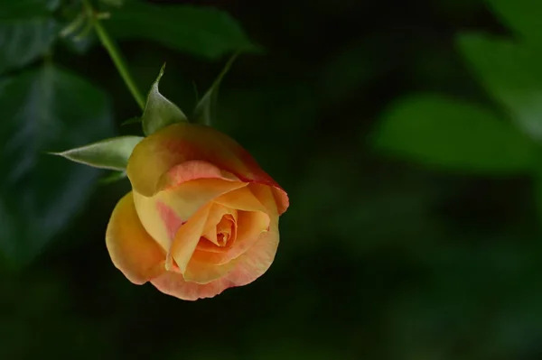 Bela Flor Rosa Amarela Crescendo Jardim Dia Ensolarado Verão — Fotografia de Stock