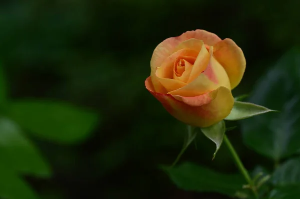 Belle Fleur Rose Jaune Poussant Dans Jardin Journée Ensoleillée Été — Photo
