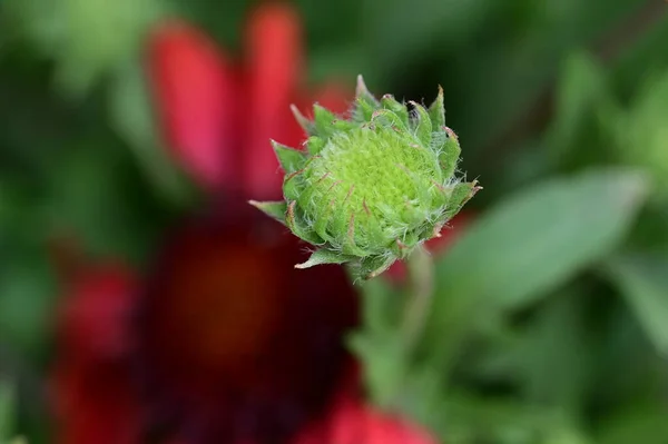 Zbliżenie Zielonych Roślin Koncepcja Flory — Zdjęcie stockowe