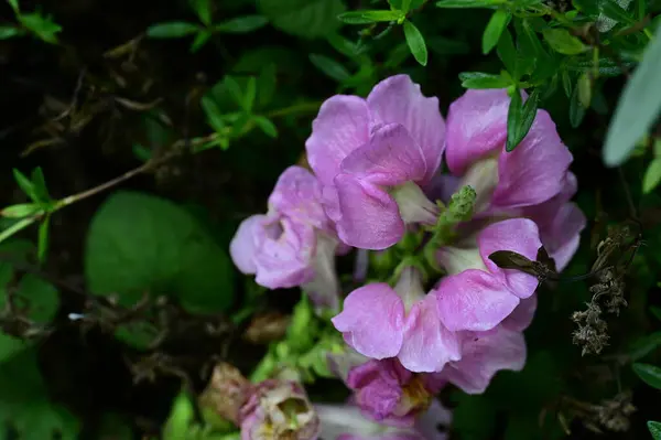 아름다운 식물학 사진이고 벽지입니다 정원에는 아름다운 꽃들이 — 스톡 사진