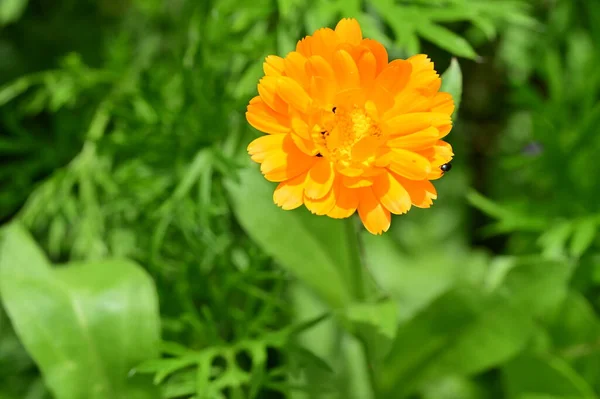 Gyönyörű Botanikai Felvétel Természetes Tapéta Gyönyörű Virág Kertben — Stock Fotó
