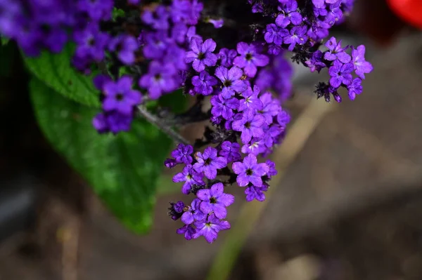 beautiful purple flowers, floral concept background