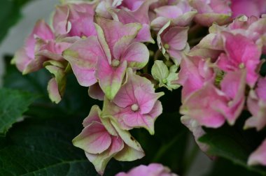 Bahçedeki güzel pembe çiçekler