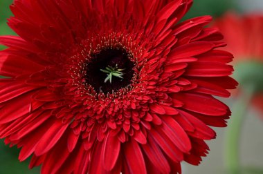 kırmızı gerbera çiçeği, yakın görüş, yaz konsepti