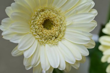 Beyaz Gerbera çiçeği, yakın görüş, yaz konsepti