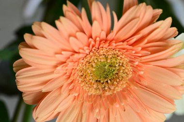 Yumuşak Gerbera çiçeği, yakın görüş, yaz konsepti