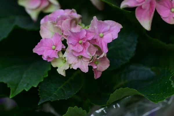Красивые Розовые Цветы Саду — стоковое фото
