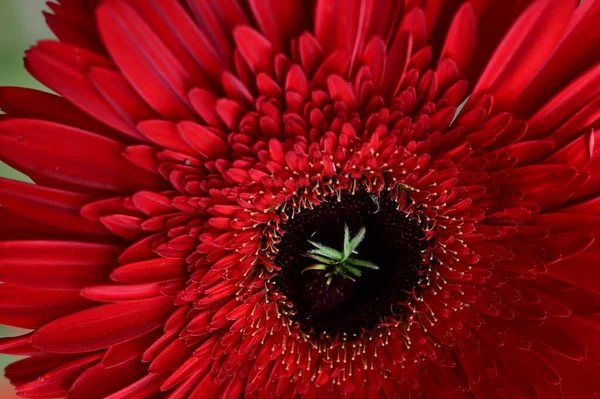 Red Gerbera Flower Close View Conceito Verão — Fotografia de Stock
