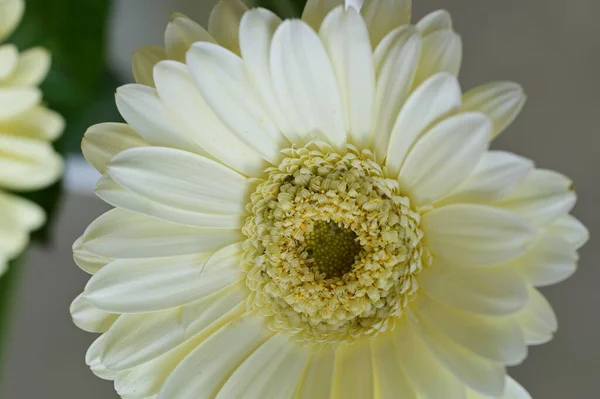 Flor Gerbera Branca Vista Perto Conceito Verão — Fotografia de Stock