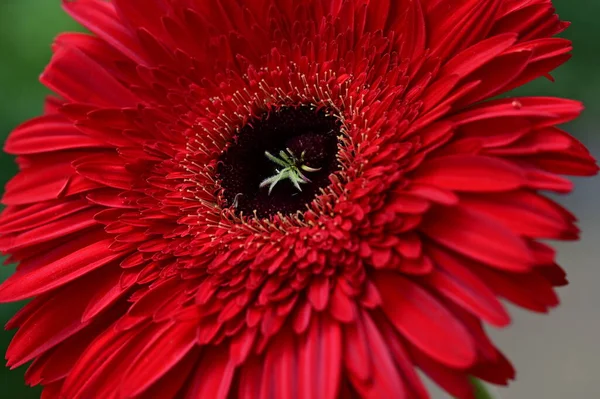 Red Gerbera Flower Close View Summer Concept — Stock Photo, Image