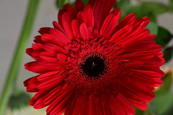 Rote Gerbera Blume Nahsicht Sommerkonzept — Stockfoto