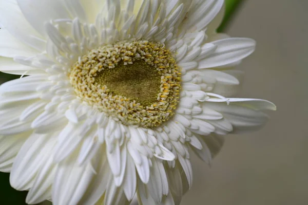 Biały Gerbera Kwiat Widok Bliska Koncepcja Latem — Zdjęcie stockowe