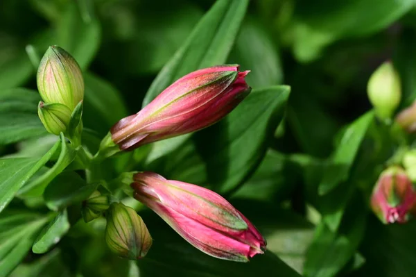 Bahçedeki Güzel Pembe Zambak Çiçekleri — Stok fotoğraf
