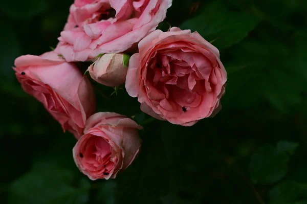 Kertben Termő Gyönyörű Rózsa Virágok — Stock Fotó