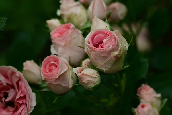 Beautiful Rose Flowers Growing Garden — Stock Photo, Image