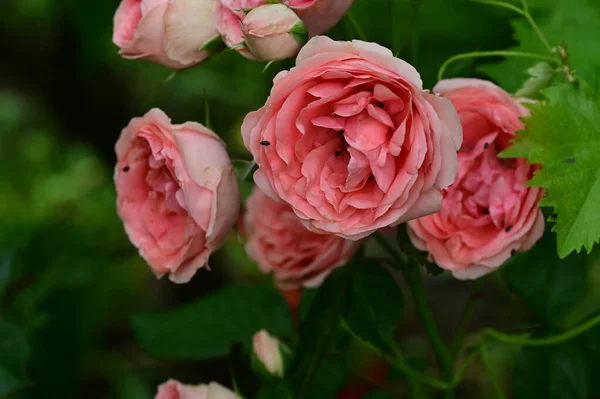 Красиві Квіти Троянд Ростуть Саду — стокове фото