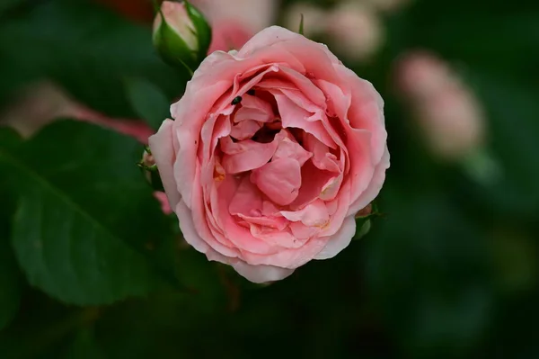 Vackra Rosen Blommor Växer Trädgården — Stockfoto