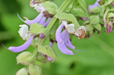 beautiful purple flowers, floral concept background 