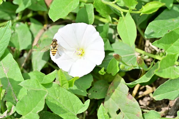 Bij Witte Bloemen Tuin — Stockfoto