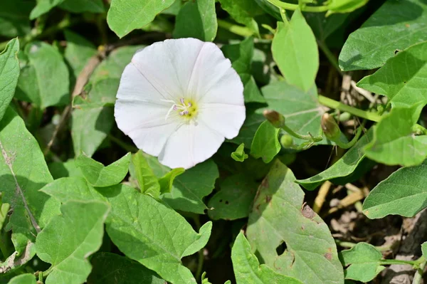Mooie Witte Bloemen Groeien Tuin Zomer Zonnige Dag — Stockfoto