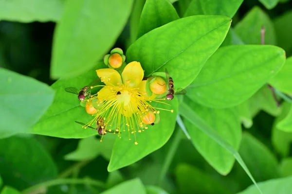 Bunga Kuning Yang Indah Latar Belakang Konsep Bunga — Stok Foto