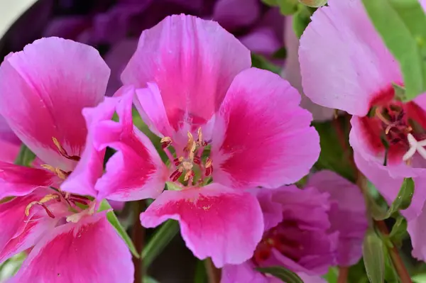 庭の美しいピンクの花 — ストック写真
