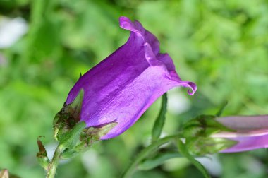 beautiful purple flowers, floral concept background 