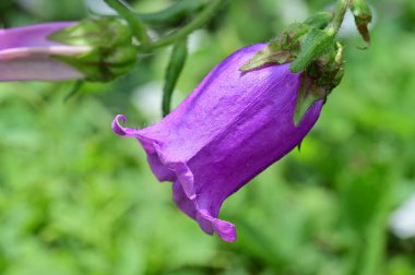 beautiful purple flowers, floral concept background 