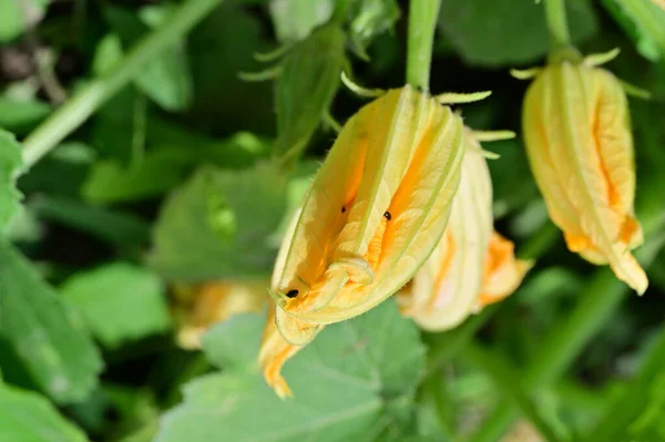 Fleurs Citrouille Jaune Dans Jardin — Photo