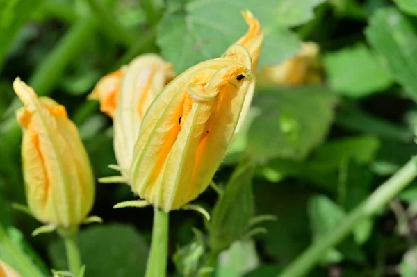 Flores Abóbora Amarela Jardim — Fotografia de Stock