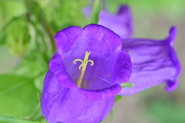 Beautiful Purple Flowers Floral Concept Background — Foto de Stock