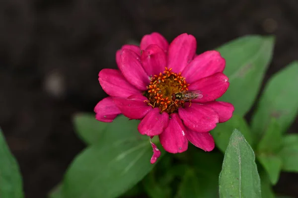Abeja Sobre Flores Rosadas Jardín — Foto de Stock