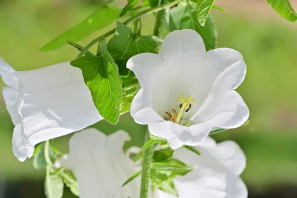 Las Flores Blancas Hermosas Que Crecen Jardín Verano Soleado Día — Foto de Stock