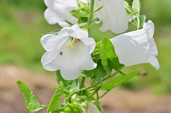 Las Flores Blancas Hermosas Que Crecen Jardín Verano Soleado Día — Foto de Stock