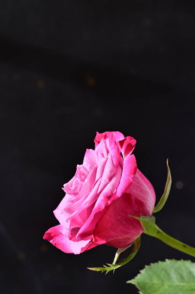 Beautiful botanical shot, natural wallpaper. beautiful rose flower