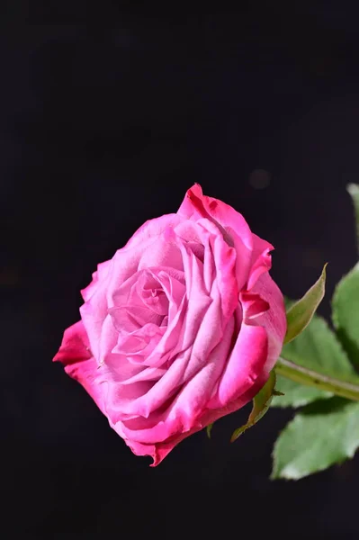 Schöne Botanische Aufnahme Natürliche Tapete Schöne Rosenblüte — Stockfoto