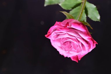 Güzel botanik fotoğrafı, doğal duvar kağıdı. Güzel gül çiçeği