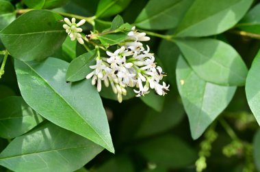 bir bitkinin yeşil yaprakları 