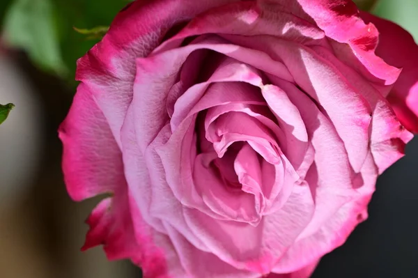 Hermoso Plano Botánico Fondo Pantalla Natural Hermosa Flor Rosa —  Fotos de Stock