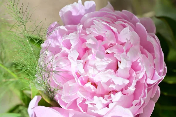 Красивый Ботанический Кадр Натуральные Обои Красивый Пионский Цветок — стоковое фото