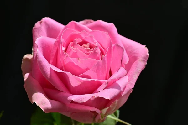 Gyönyörű Botanikai Felvétel Természetes Tapéta Gyönyörű Rózsa Virág — Stock Fotó