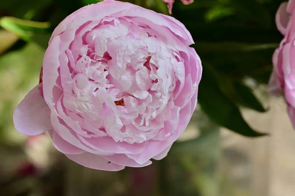 stock image beautiful botanical shot, natural wallpaper. beautiful peony  flower