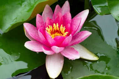 Güzel botanik fotoğrafı, doğal duvar kağıdı. Güzel zambak çiçeği