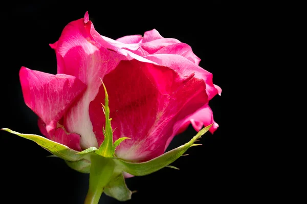 Όμορφη Βοτανική Βολή Φυσική Ταπετσαρία Όμορφο Τριαντάφυλλο — Φωτογραφία Αρχείου